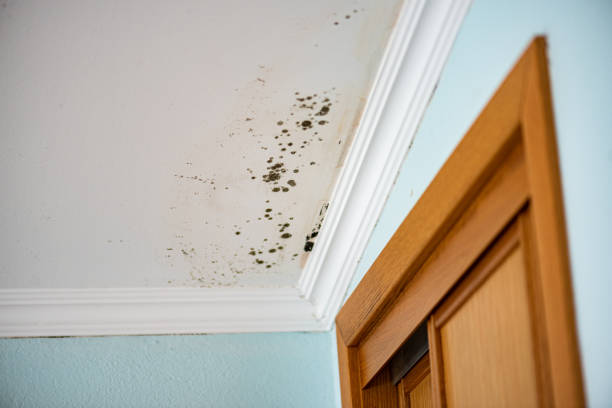 Best Black Mold Remediation in New Port Richey, FL