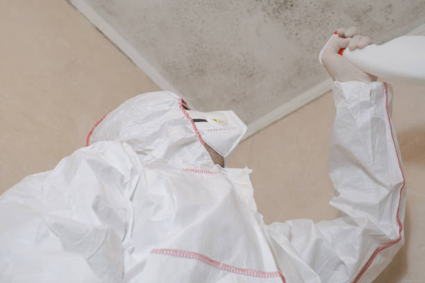  New Port Richey, FL Mold Removal Pros